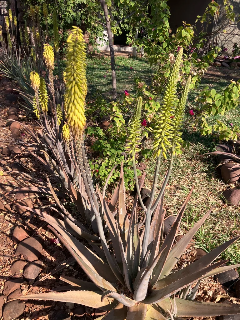 Aloe Vera
