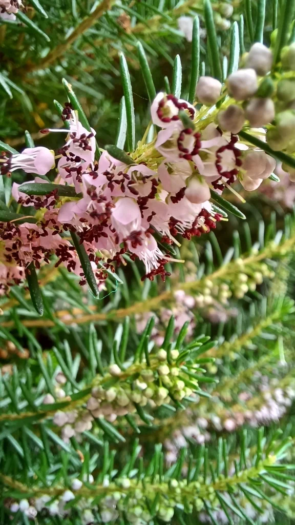 Erica Vagans