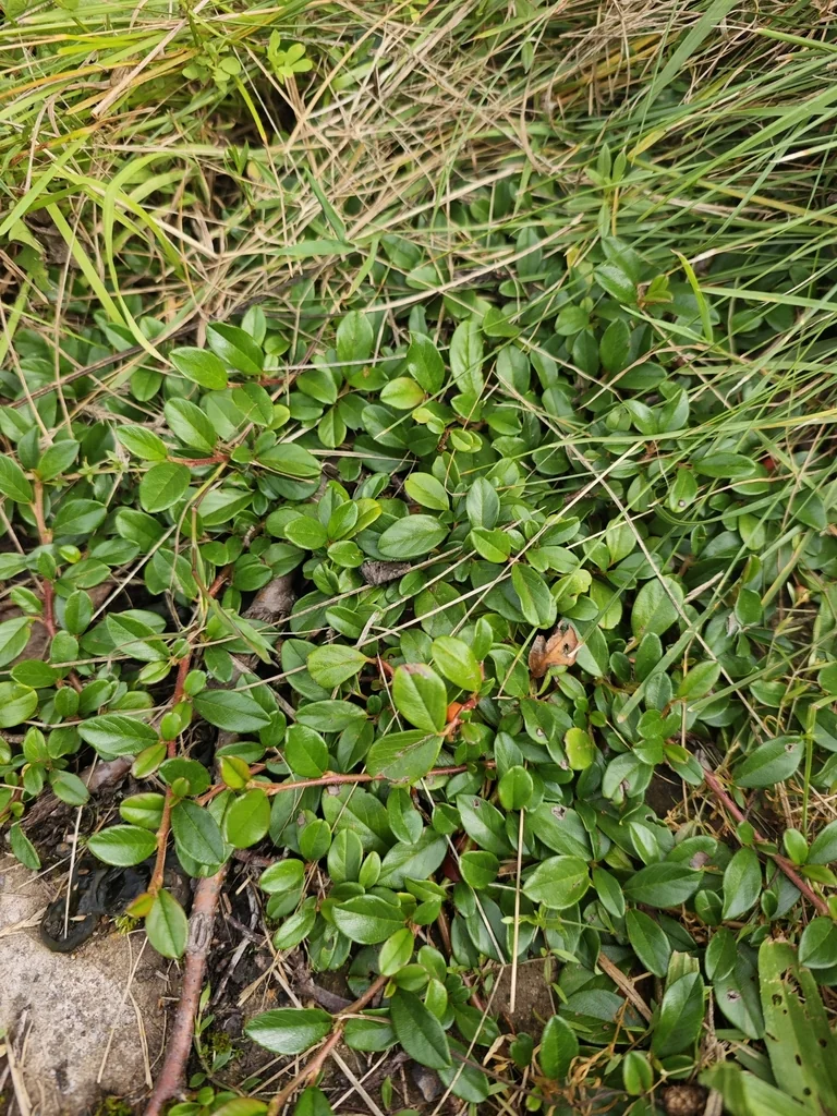 Cotoneaster Dammeri