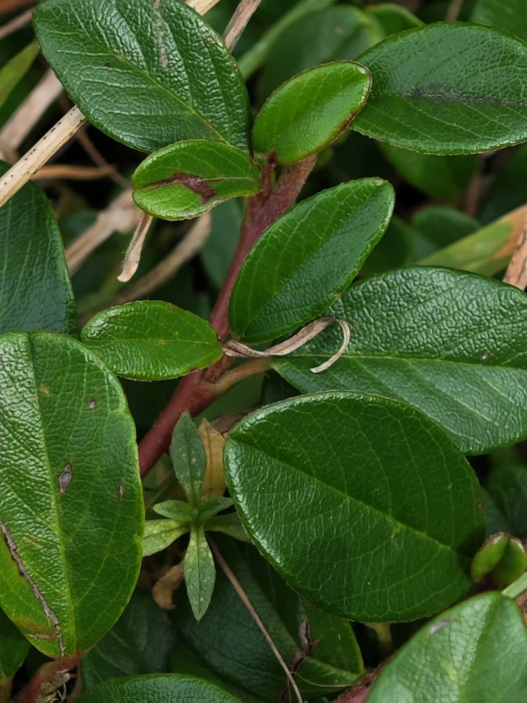 Cotoneaster Dammeri