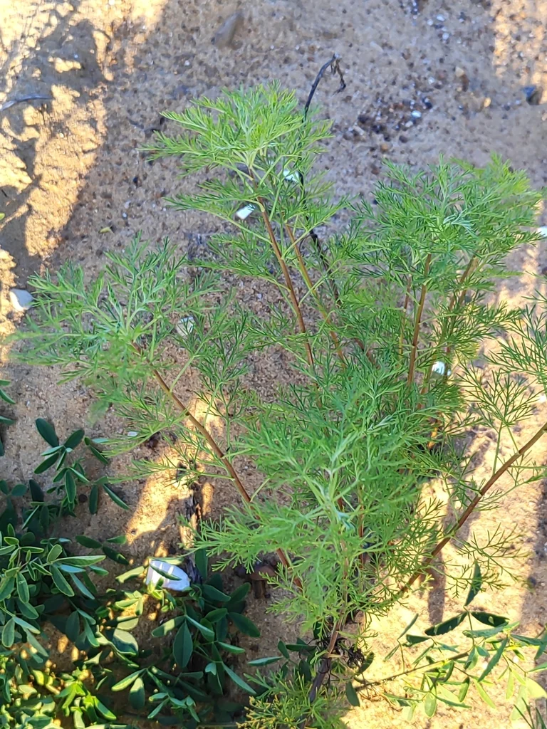 Artemisia Abrotanum