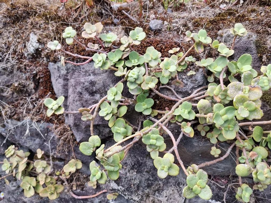 Crassula Multicava
