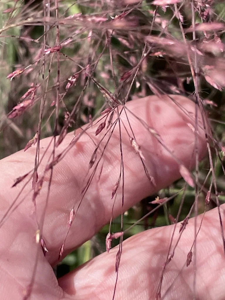 Eragrostis Spectabilis