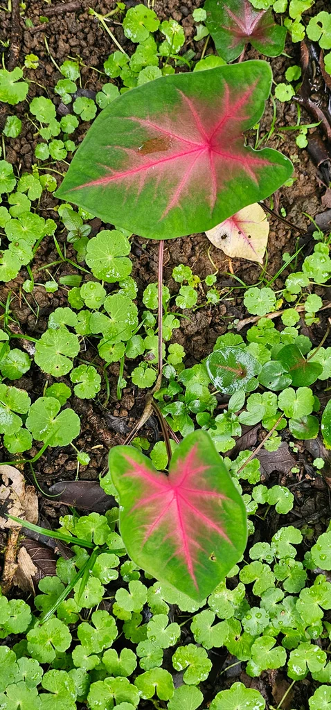 Caladium hortulanum