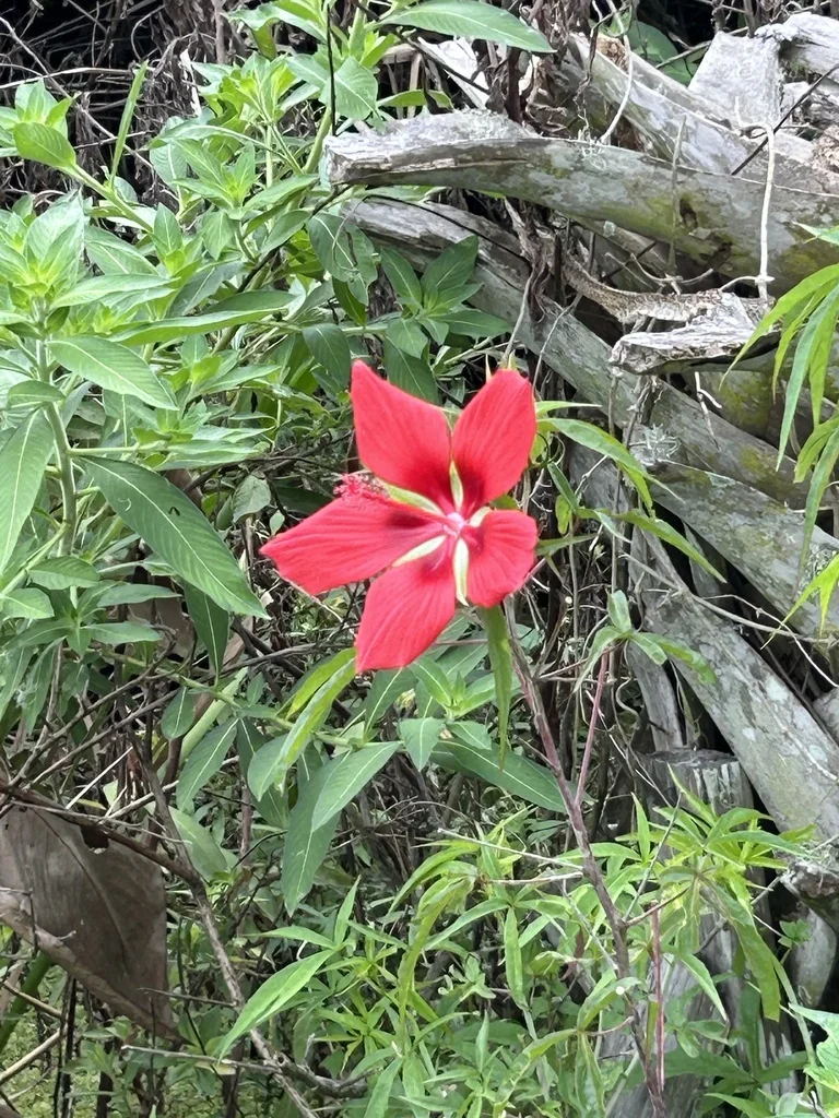 Hibiscus Coccineus