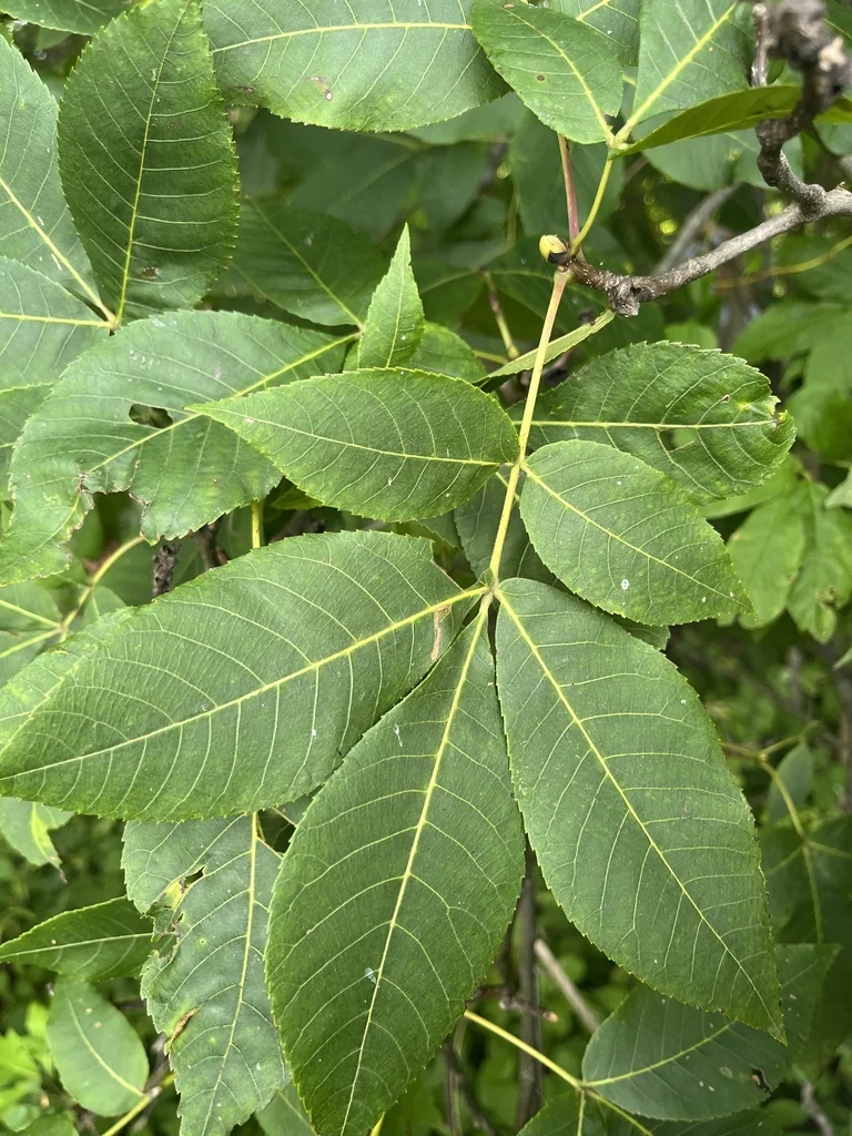 Carya Glabra