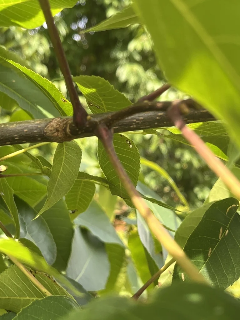 Carya Ovalis