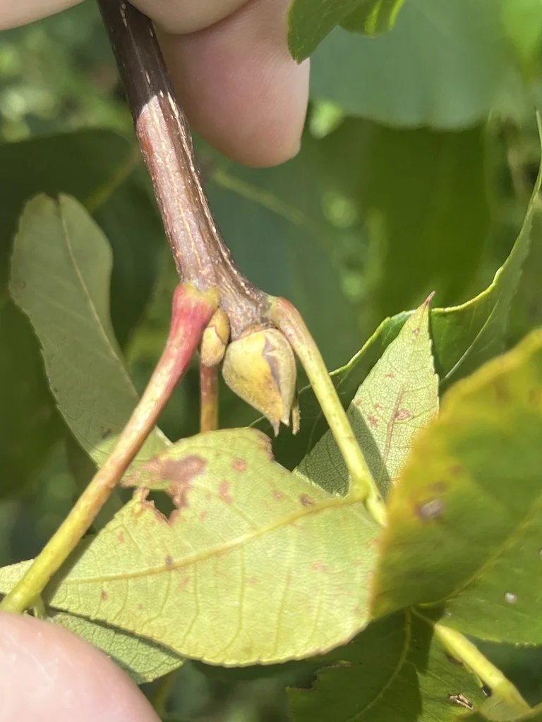 Carya Ovalis