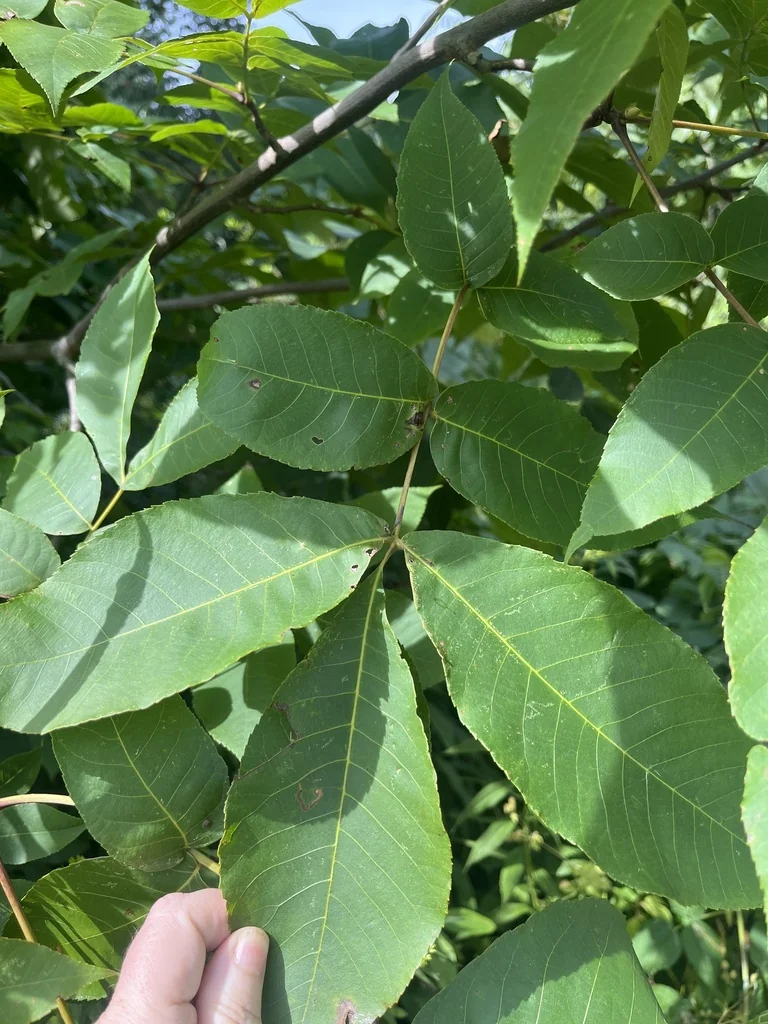 Carya Ovalis