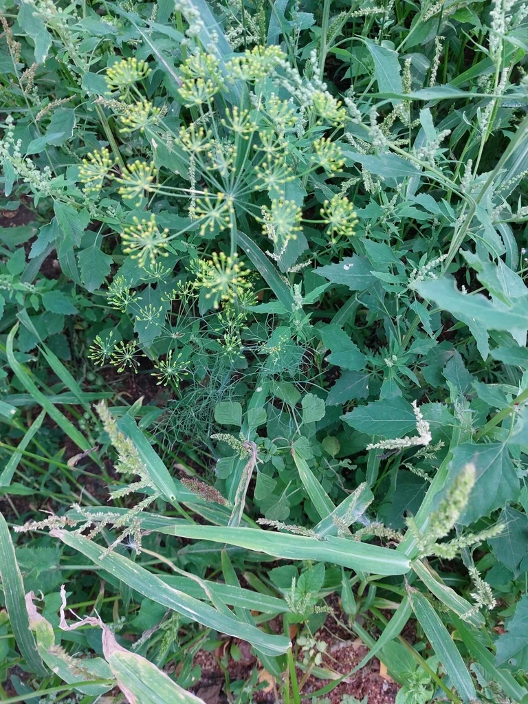 Anethum Graveolens
