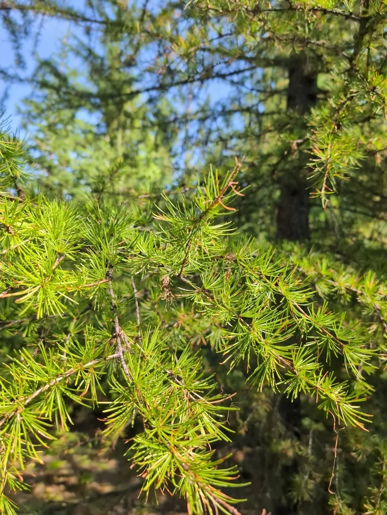 Larix Occidentalis