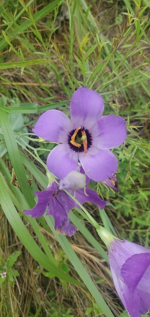 Eustoma Grandiflorum