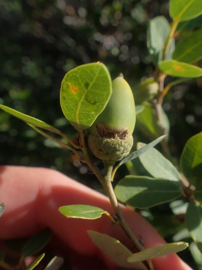 Quercus Vaccinifolia