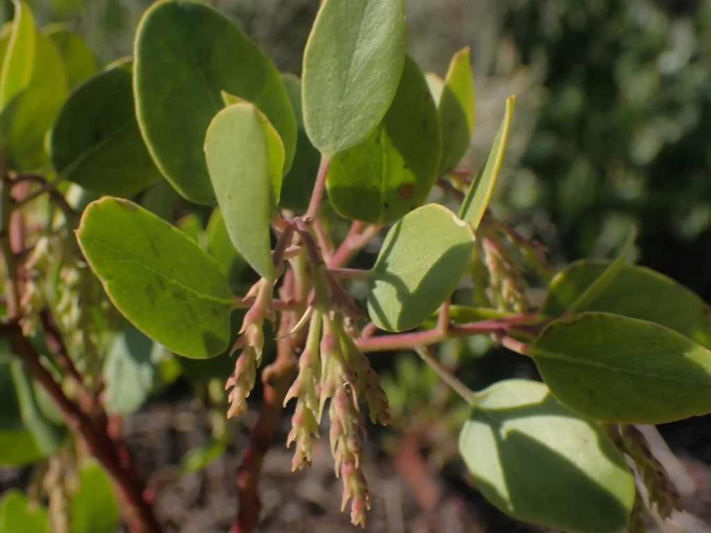 Arctostaphylos Patula