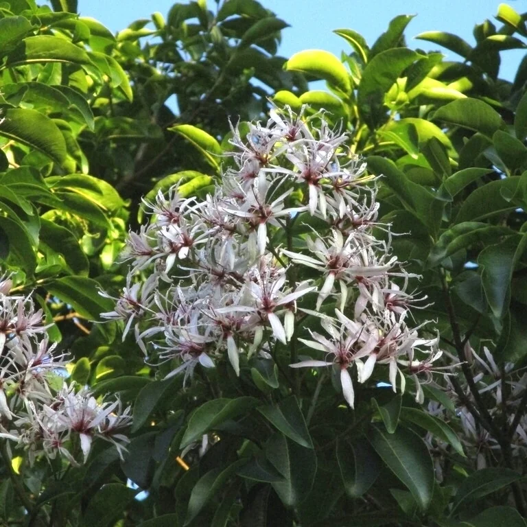 Calodendrum Capense