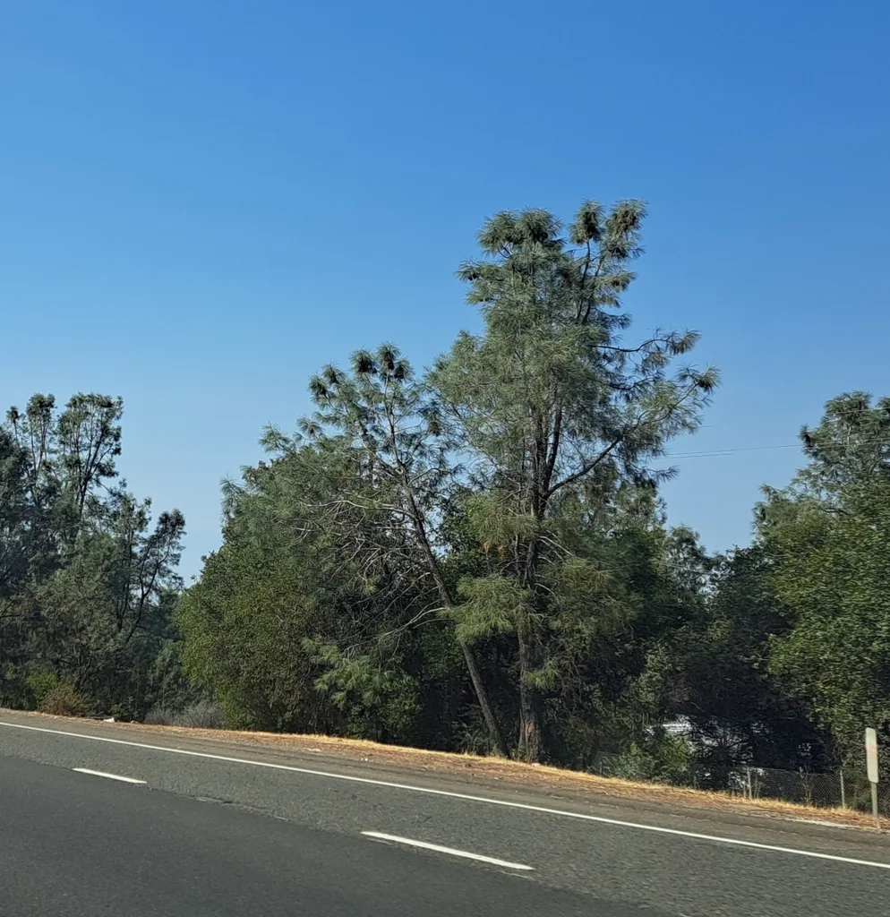 Pinus Sabiniana