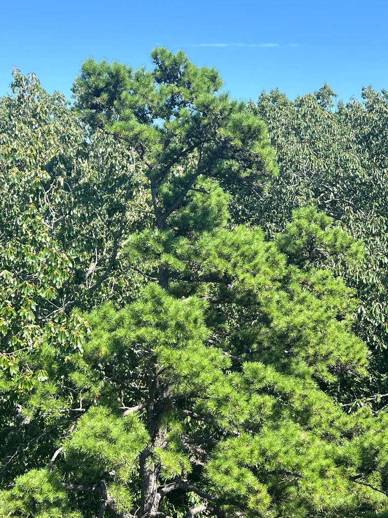 Pinus Echinata