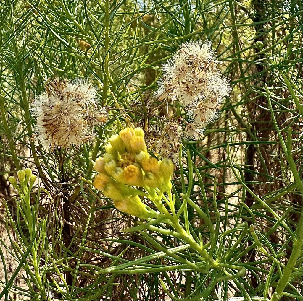 Ericameria Arborescens