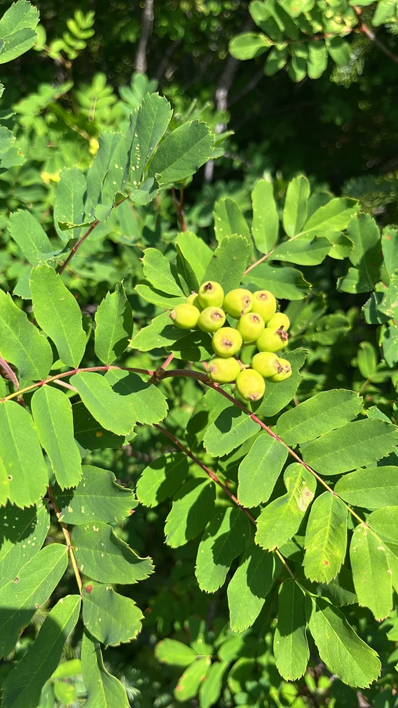 Sorbus Sitchensis