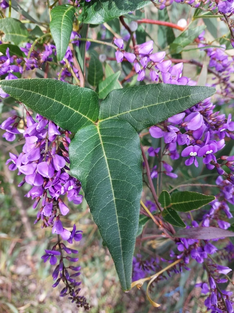 Hardenbergia Comptoniana