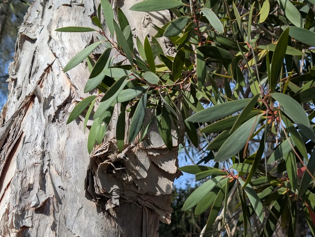 Melaleuca Quinquenervia
