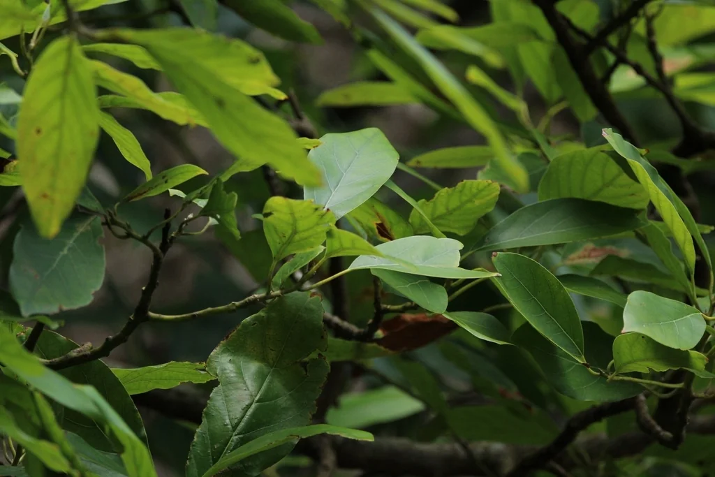 Persea Americana