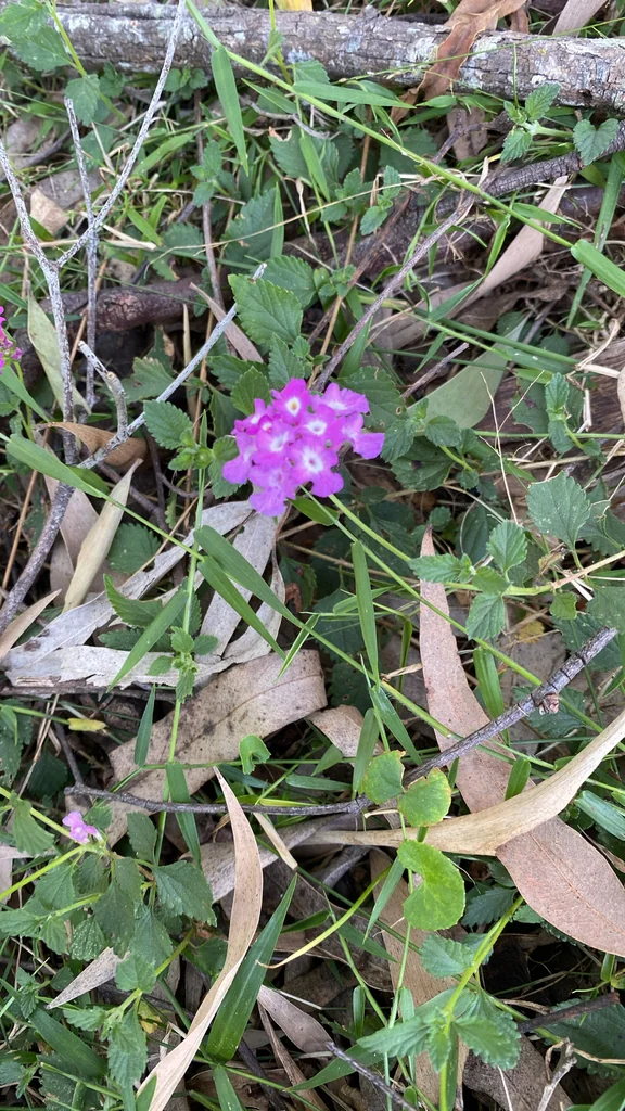 Lantana montevidensis