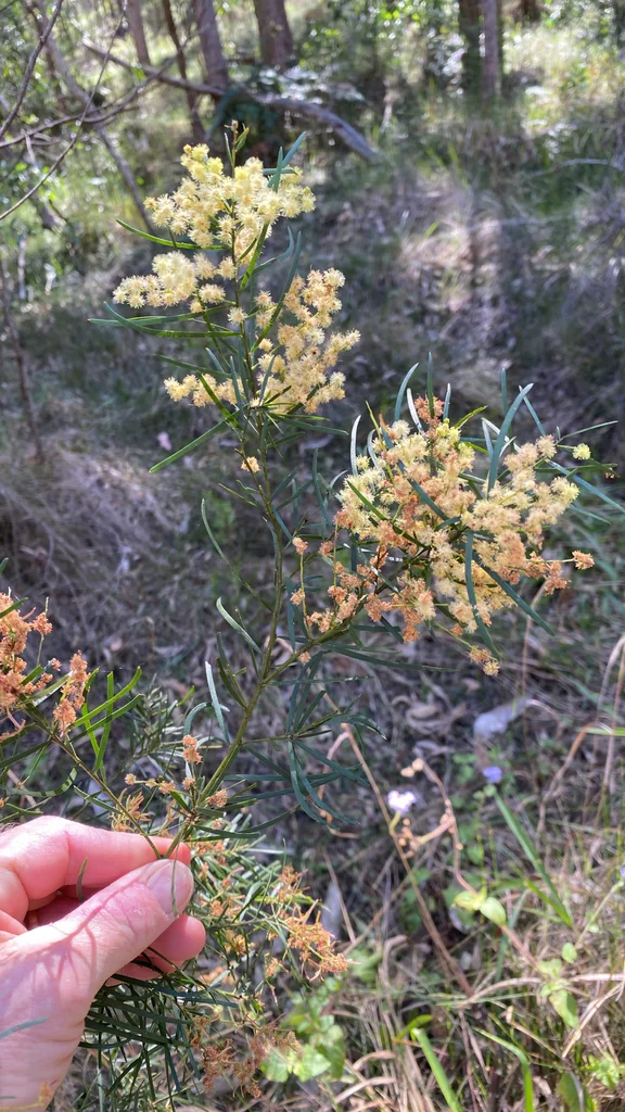 Acacia Fimbriata