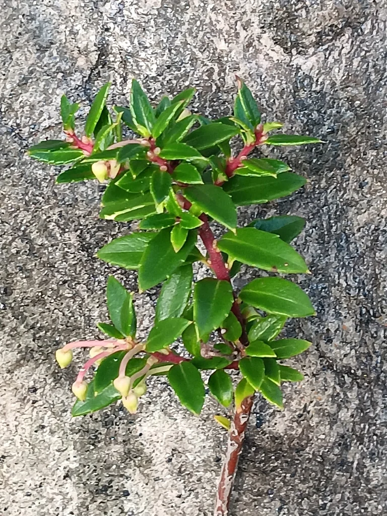 Gaultheria Mucronata
