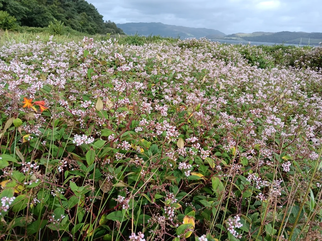 Persicaria Campanulata