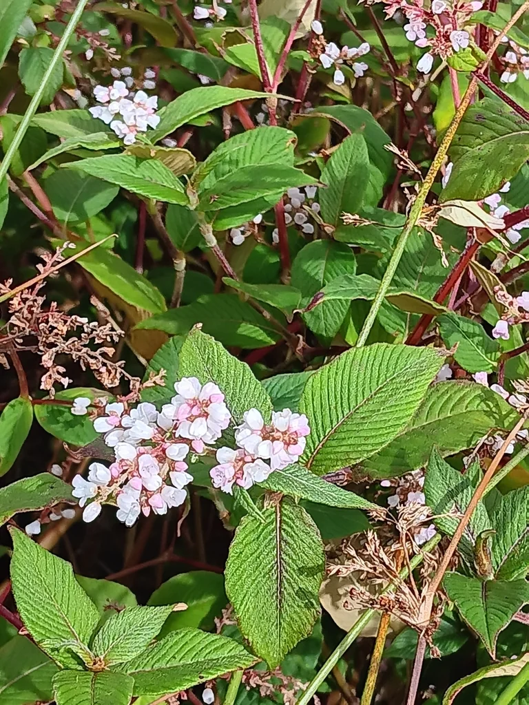 Persicaria Campanulata