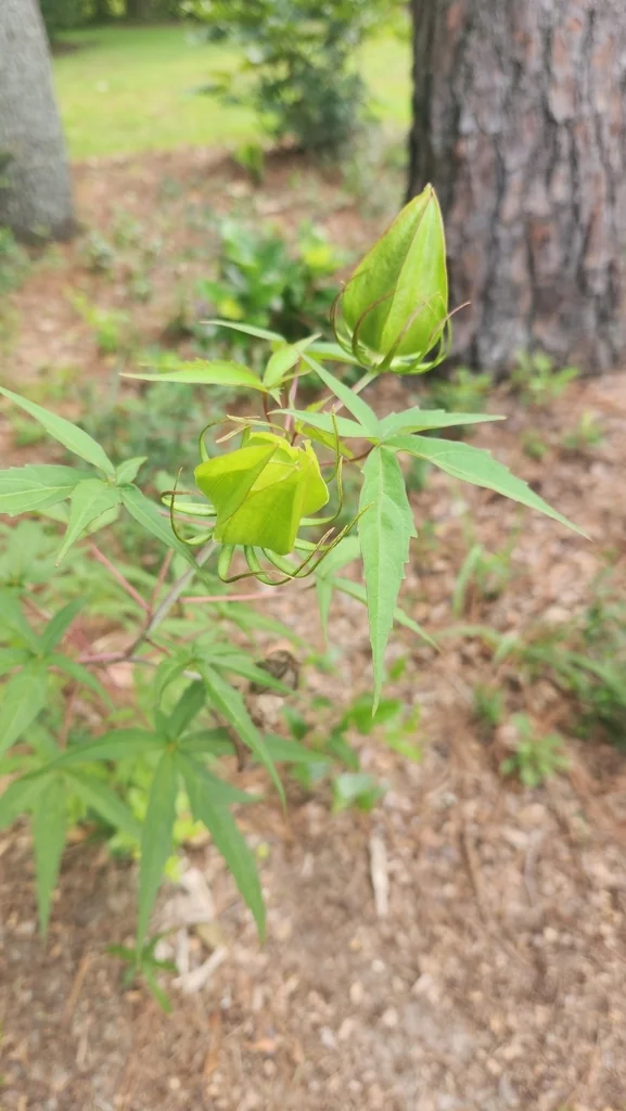 Hibiscus Coccineus
