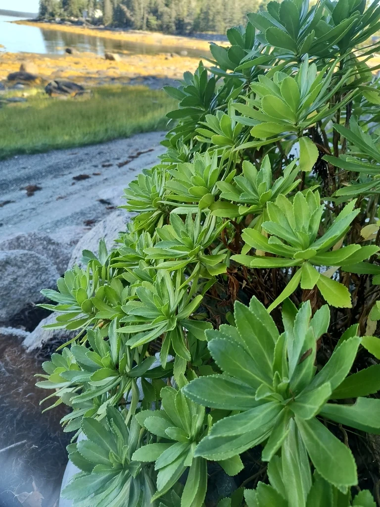 Nipponanthemum Nipponicum