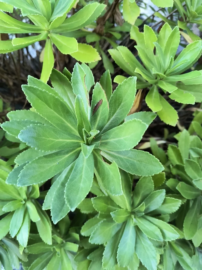 Nipponanthemum Nipponicum