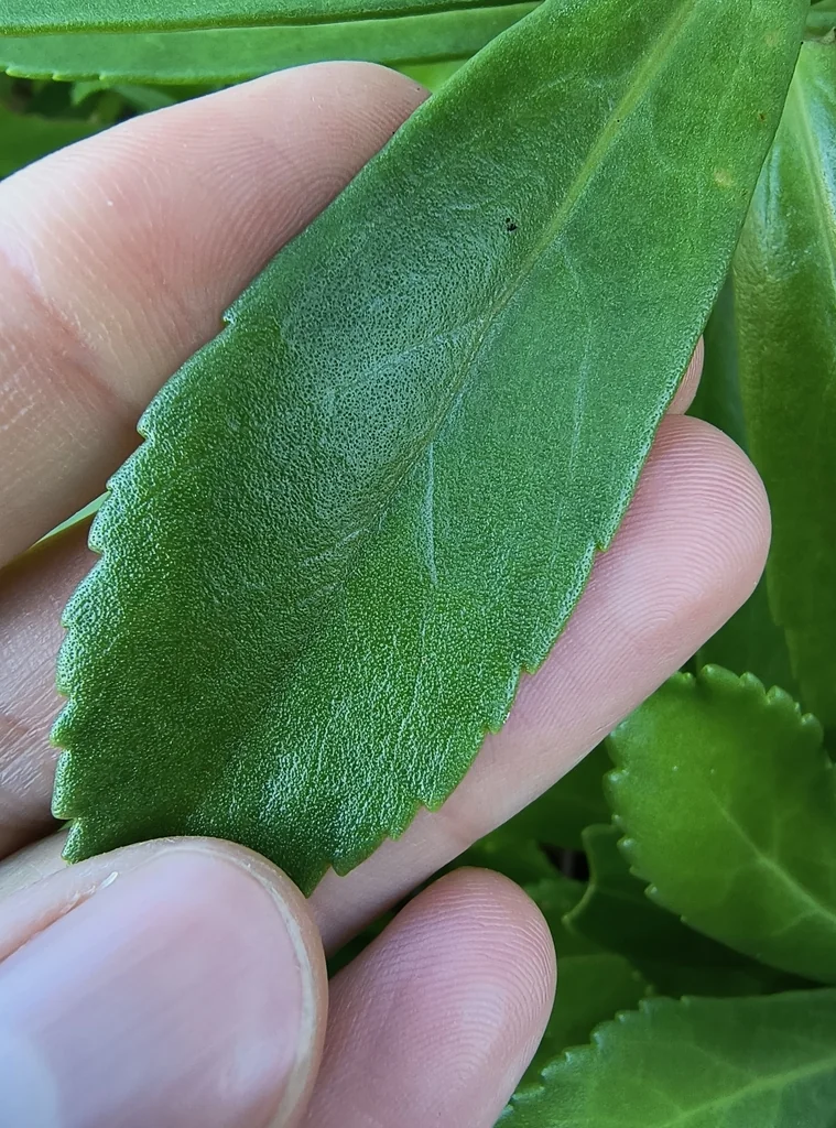 Nipponanthemum Nipponicum