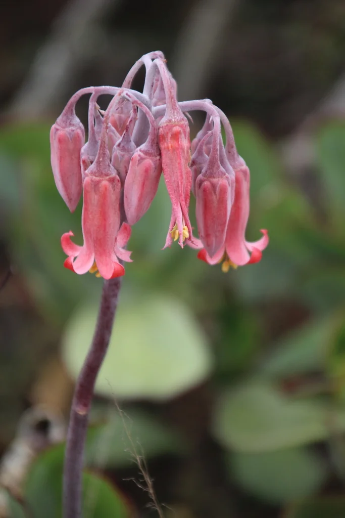Cotyledon Orbiculata