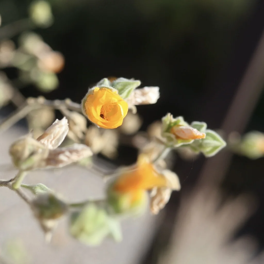Abutilon Palmeri