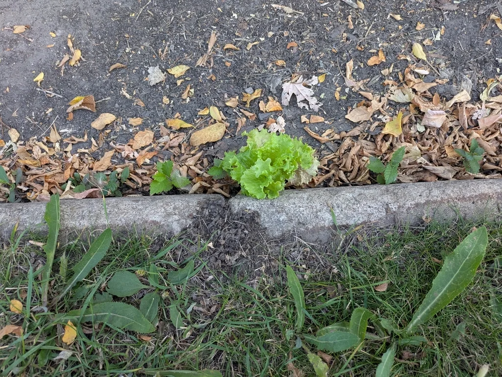 Lactuca Sativa