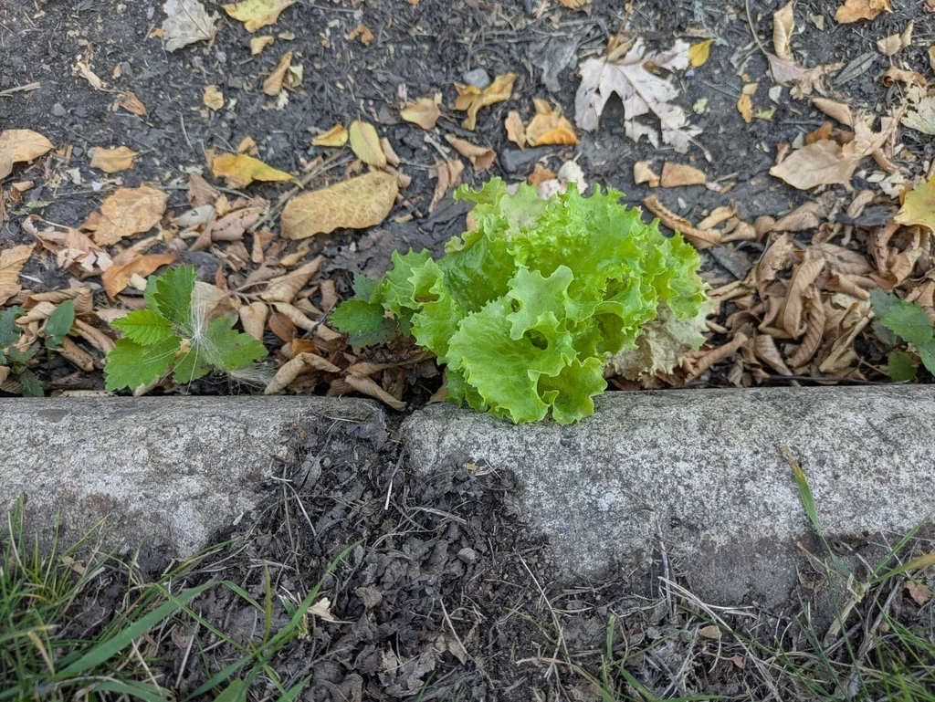Lactuca Sativa