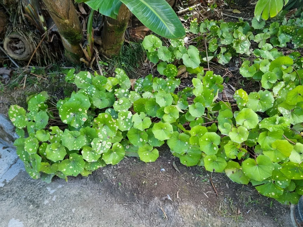 Farfugium Japonicum