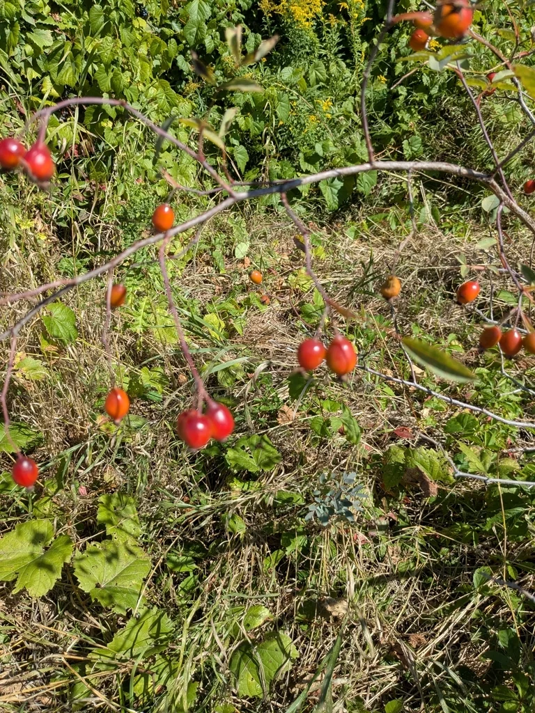 Rosa Glauca