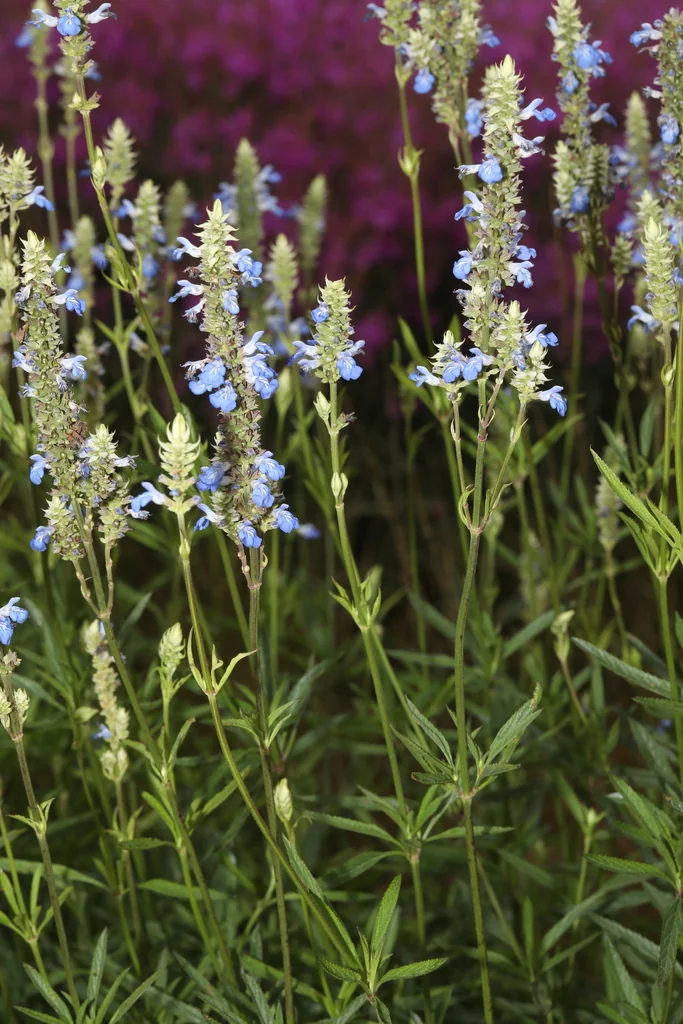 Salvia Uliginosa