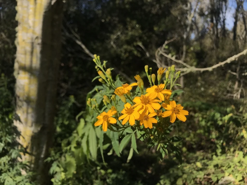 Tagetes Lemmonii