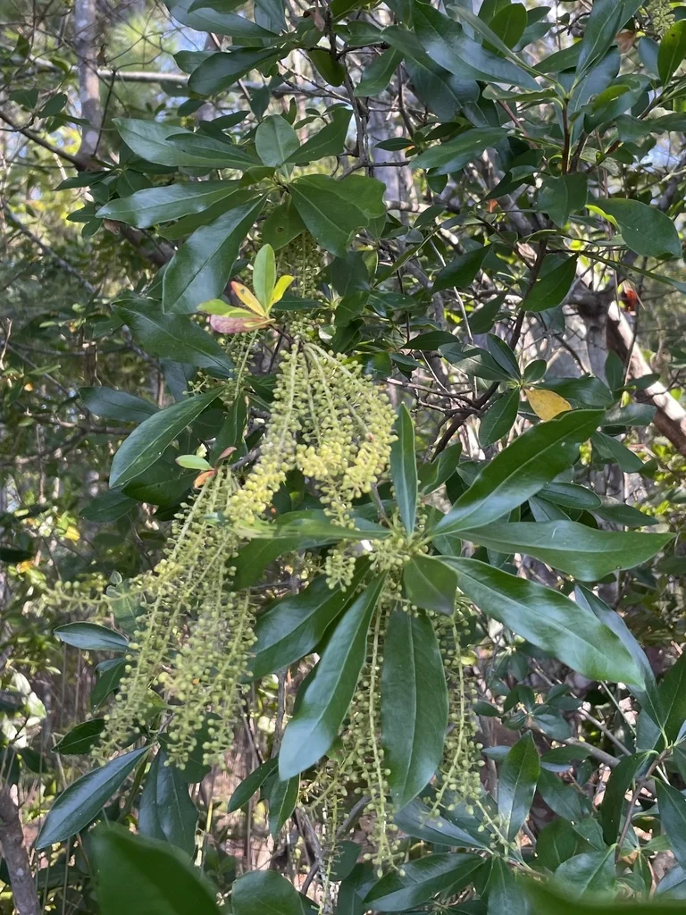 Cyrilla Racemiflora