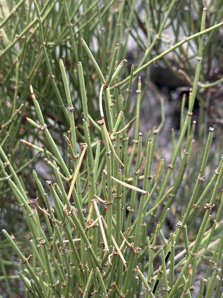 Ephedra Viridis
