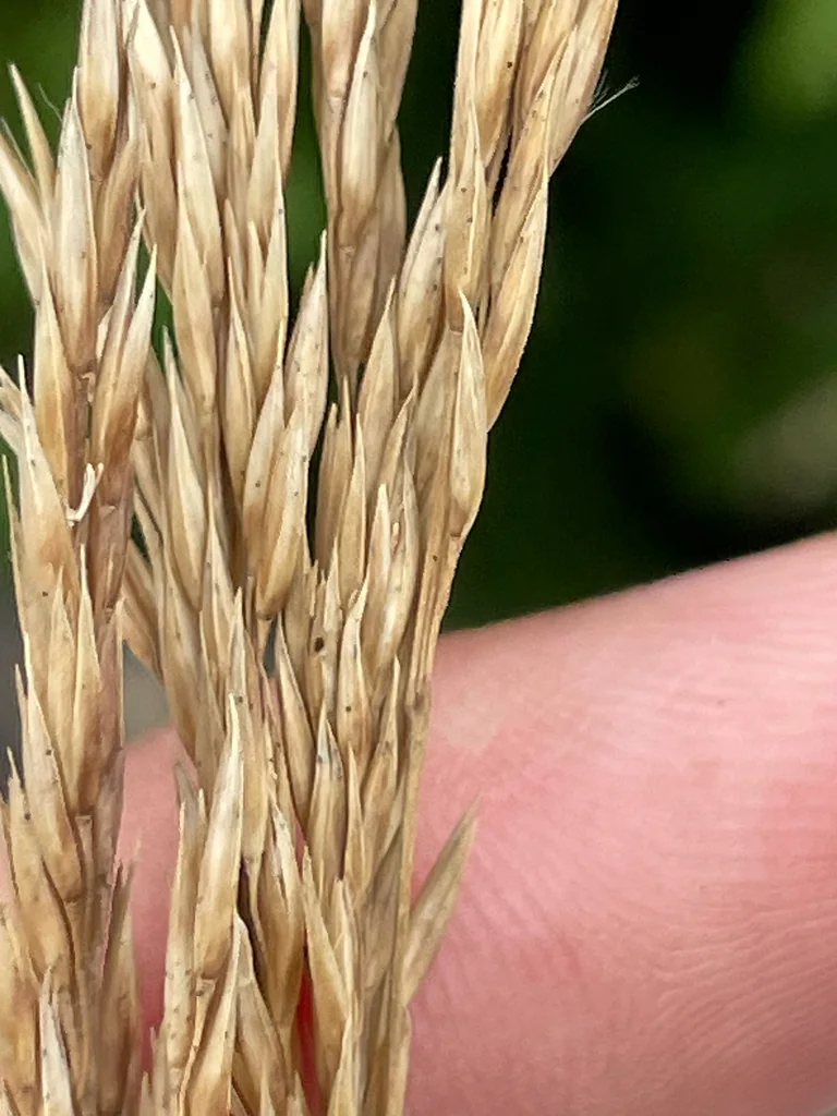 Calamagrostis Nutkaensis