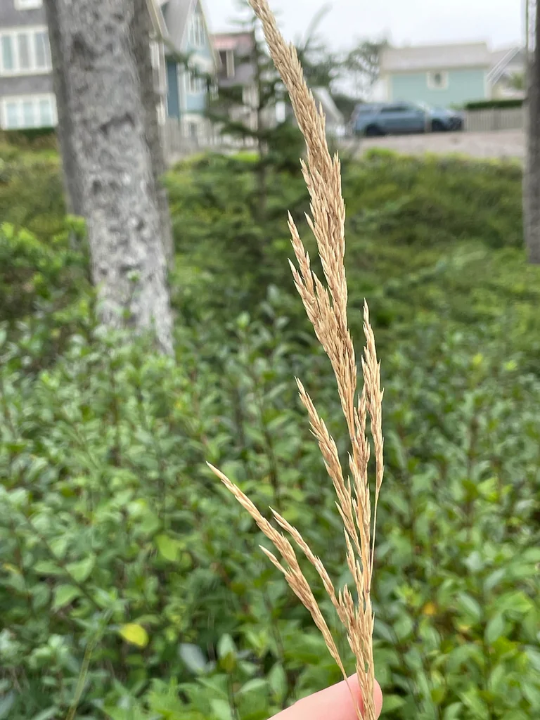Calamagrostis Nutkaensis