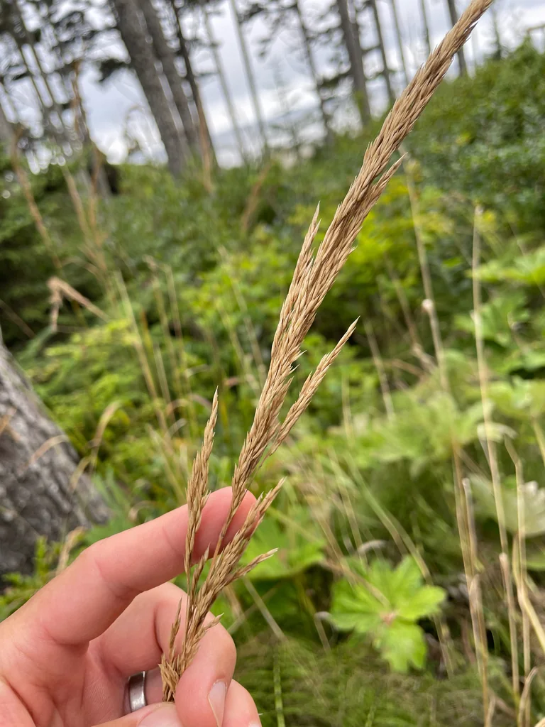 Calamagrostis Nutkaensis