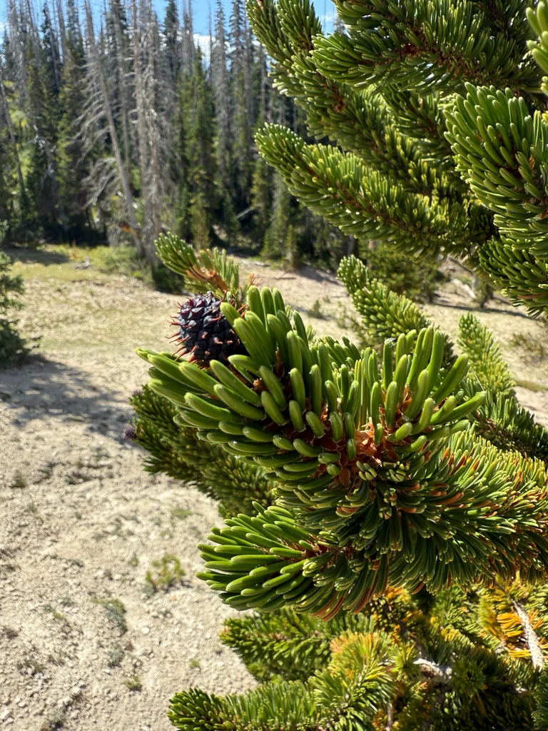 Pinus Longaeva