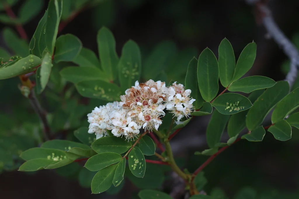 Sorbus Sitchensis